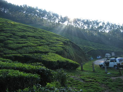 Our trip to see the tea plantations in india